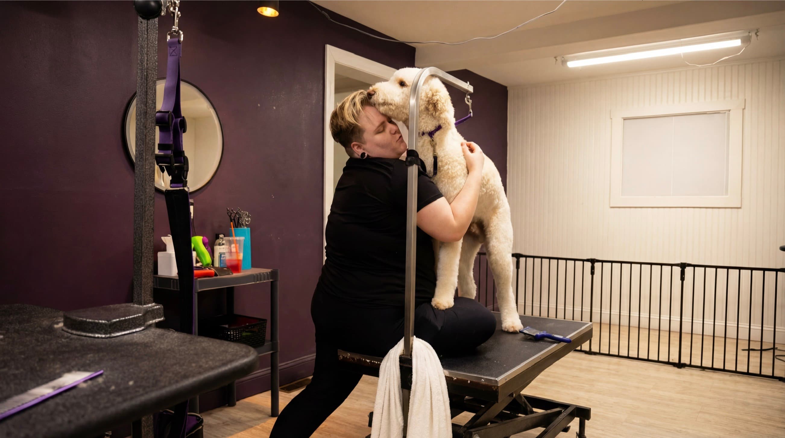 Groomer caring for a doodle on the table
