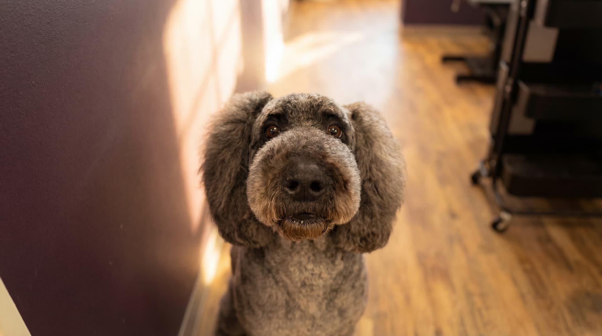 Groomer caring for a doodle