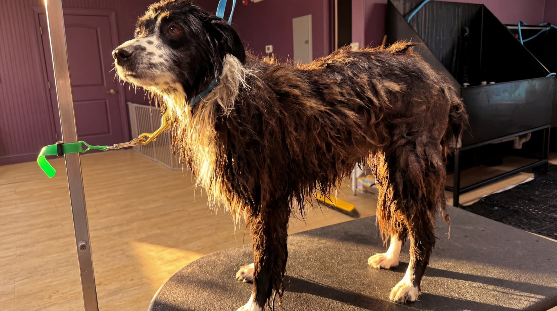 Double-coated dog