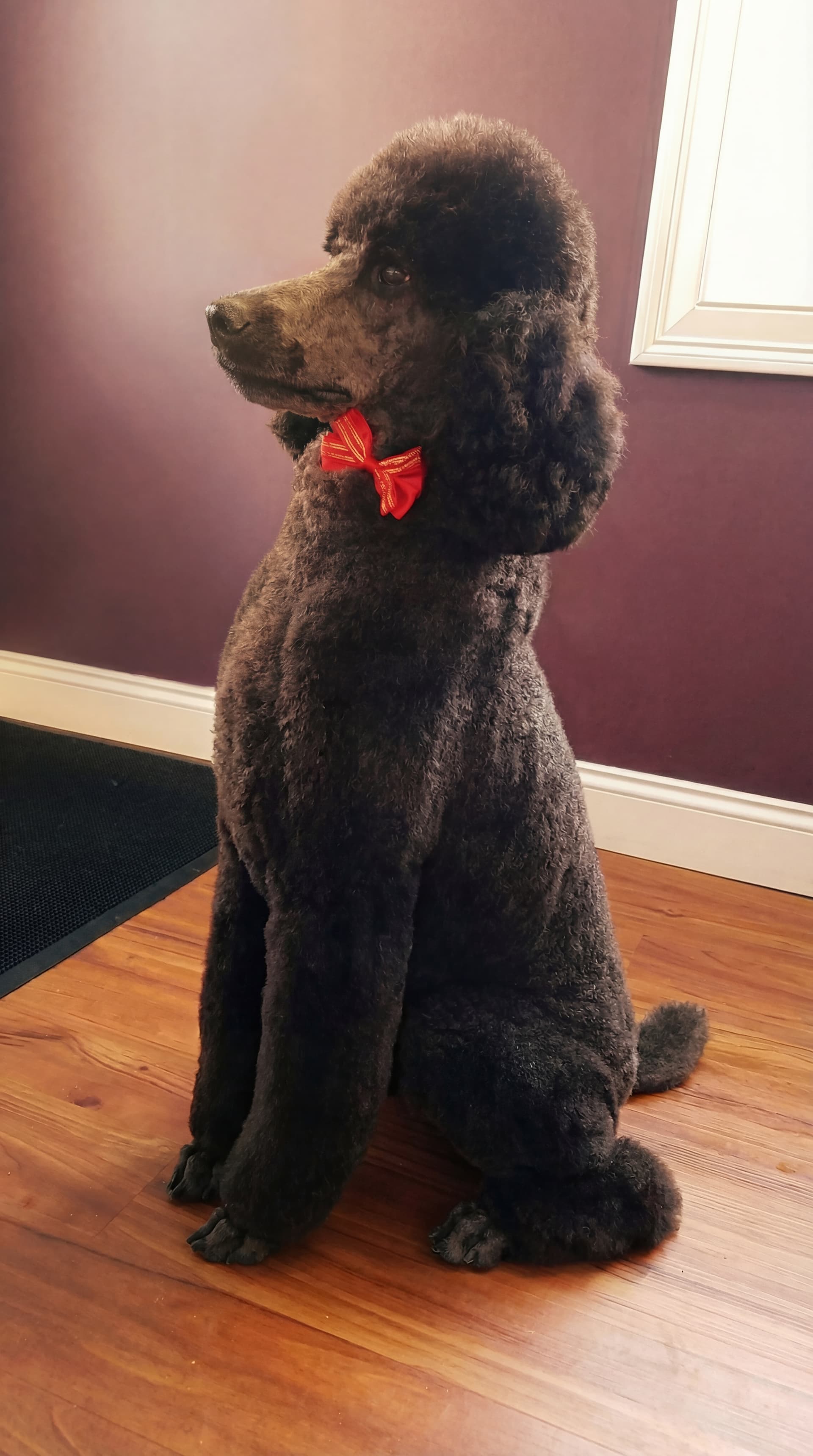 Dog relaxing after a grooming session