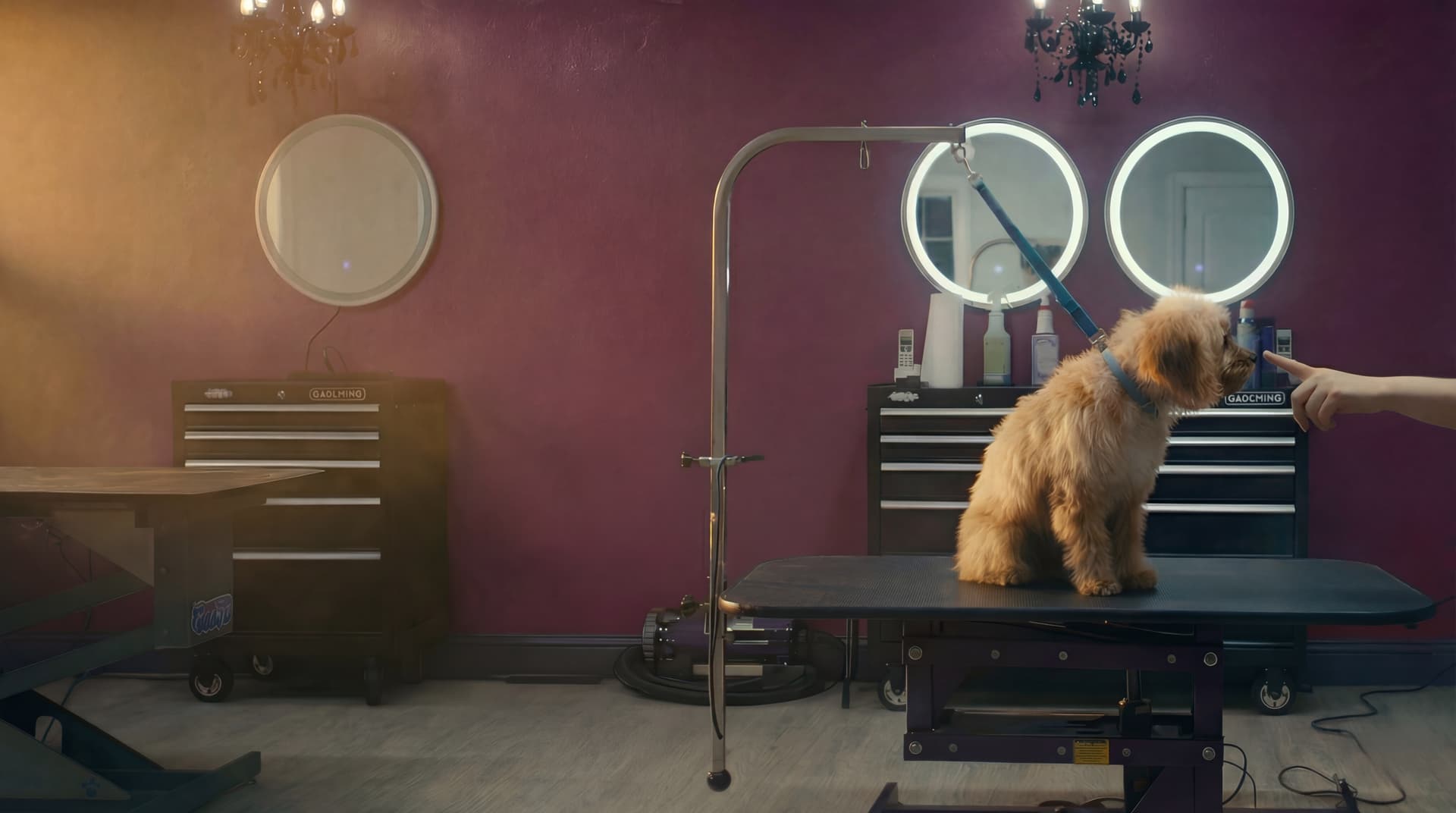 Happy puppy after first grooming visit