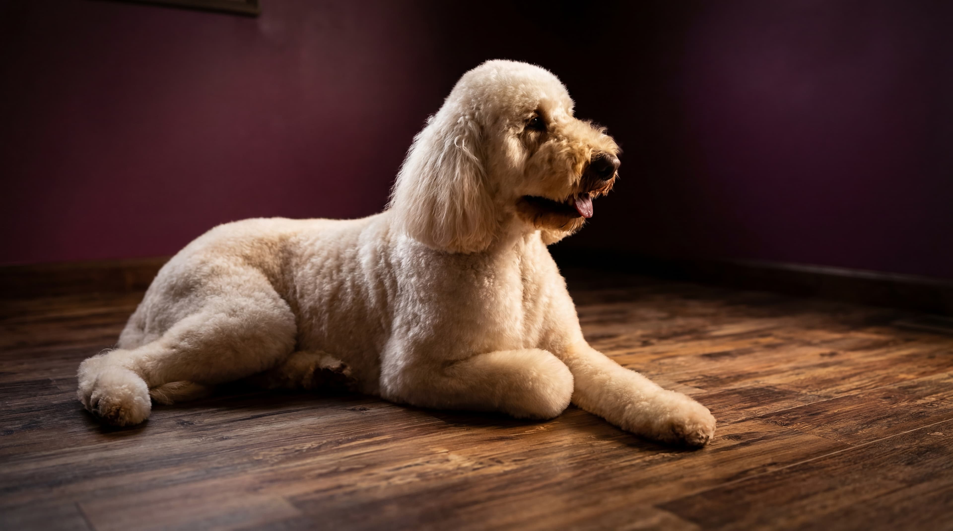 Freshly groomed doodle relaxing in the salon