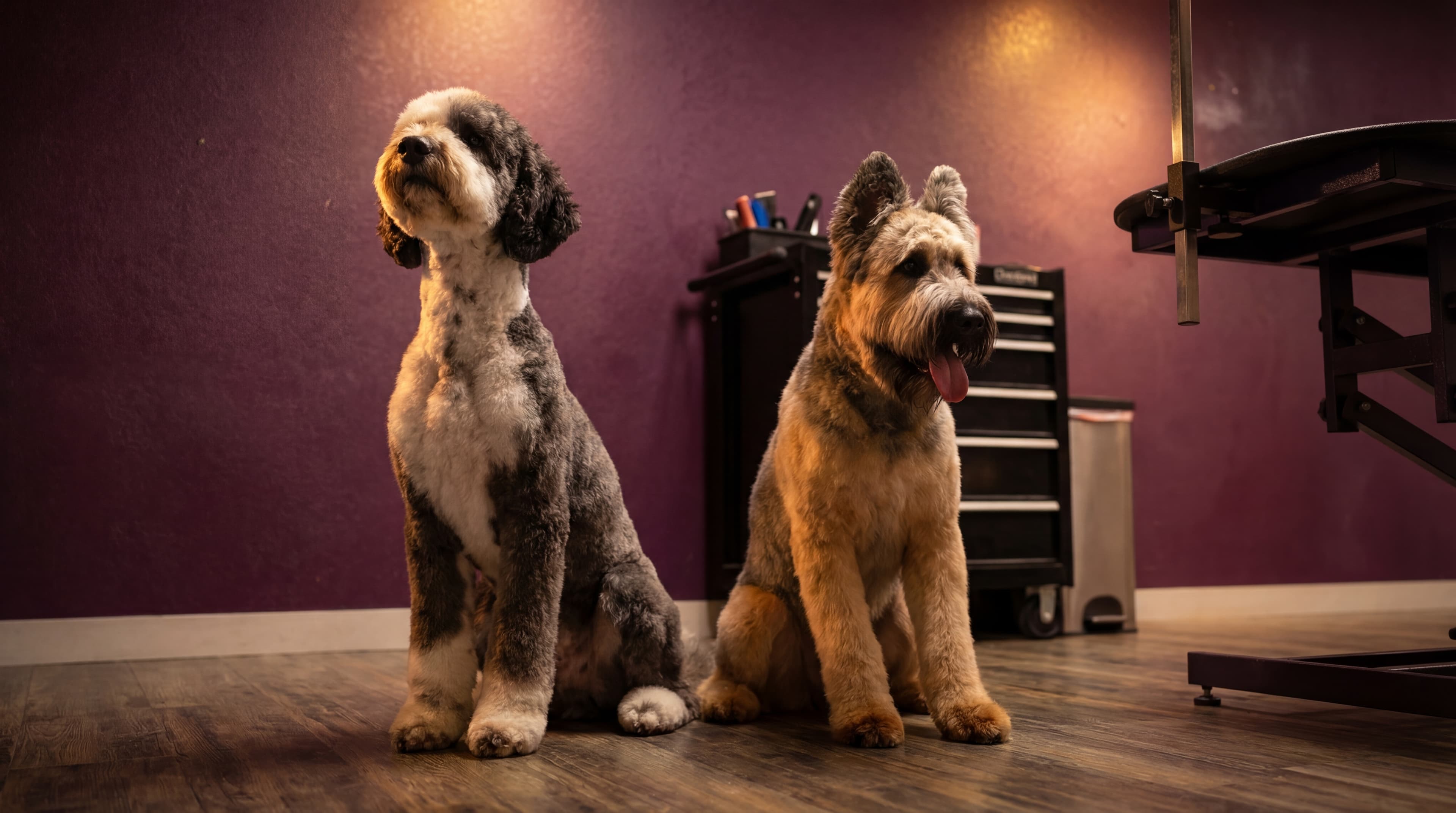 Two dogs sitting together in the salon